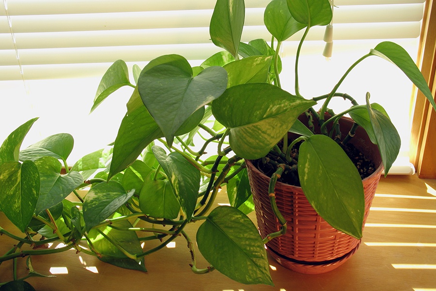 House Plants to Boost your Mood